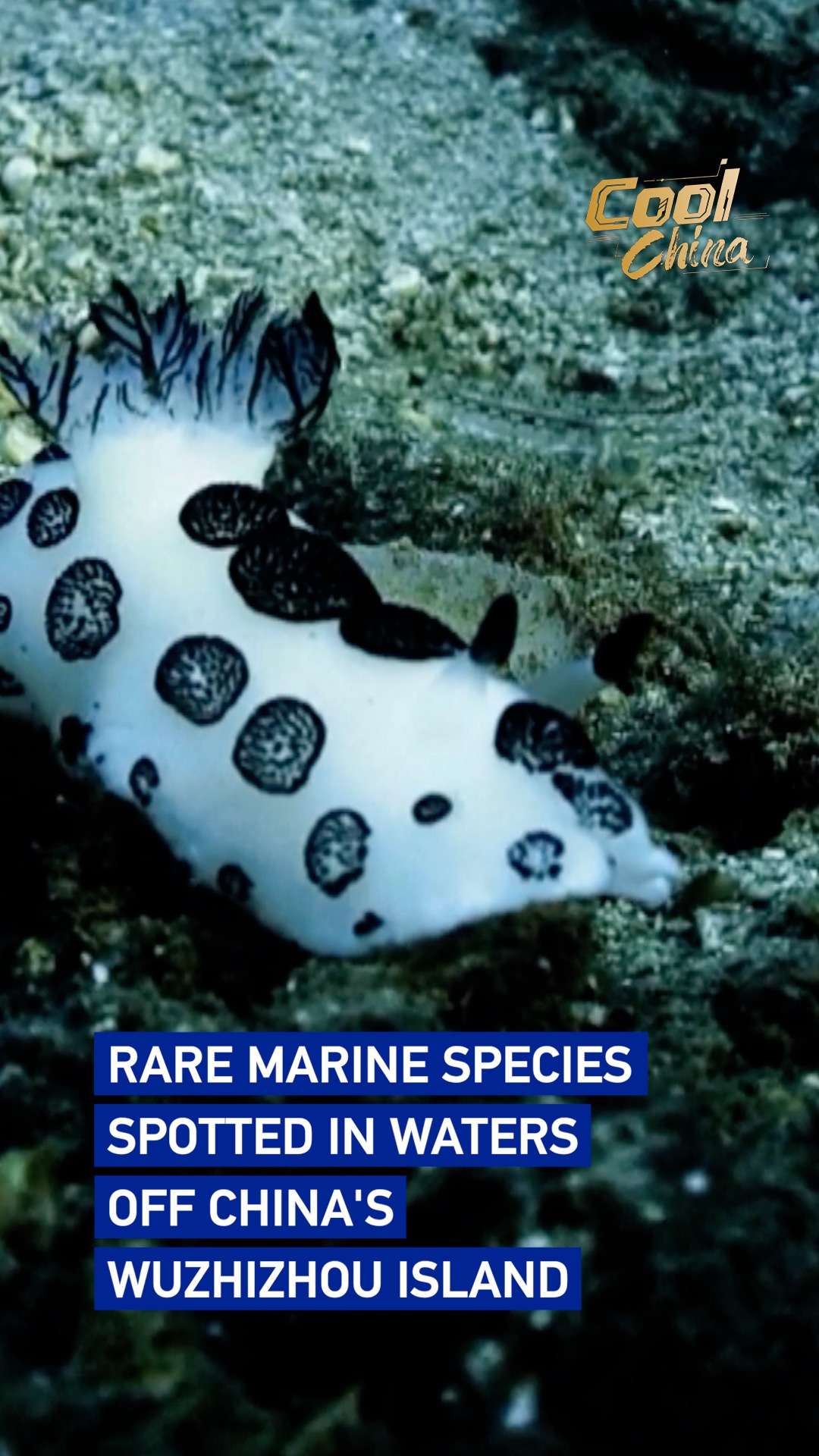 Rare marine species spotted in waters off China's Wuzhizhou Island