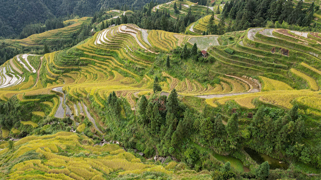 Live: Guizhou's dreamlike cascades Ep. 5 – The cloud-veiled terraces of Jiabang in SW China