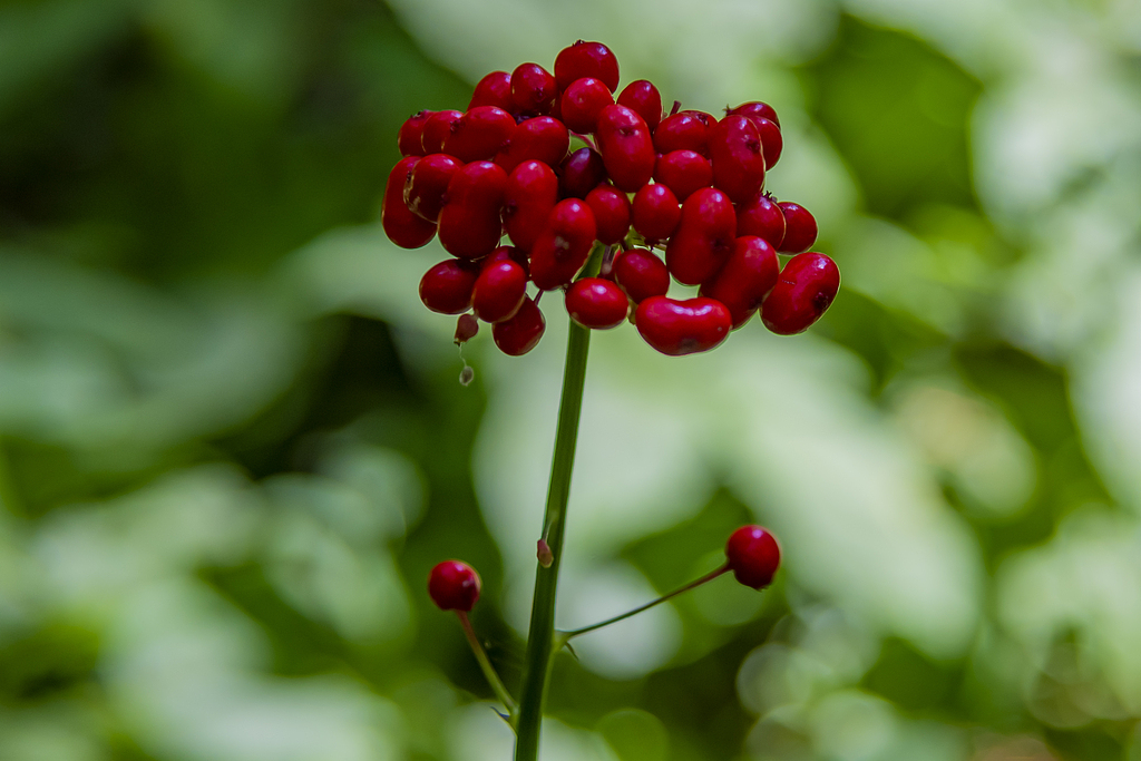 Ginseng fruits found in Jilin Province, July 29, 2023. /VCG