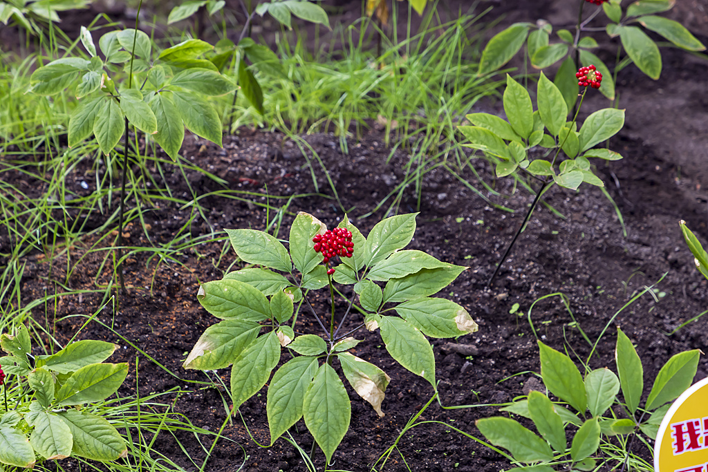 Ginseng cultivated in Changchun City, northeast China's Jilin Province, August 21, 2025. /VCG