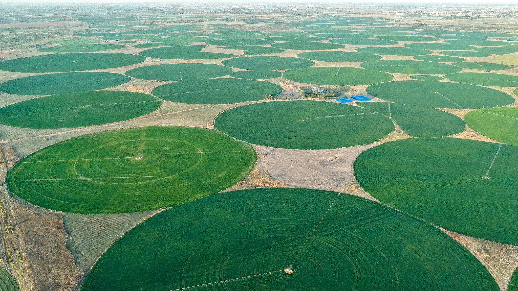 Smart drip irrigation waters forage grass in Chifeng, Inner Mongolia Autonomous Region, north China, June 12, 2026. /VCG