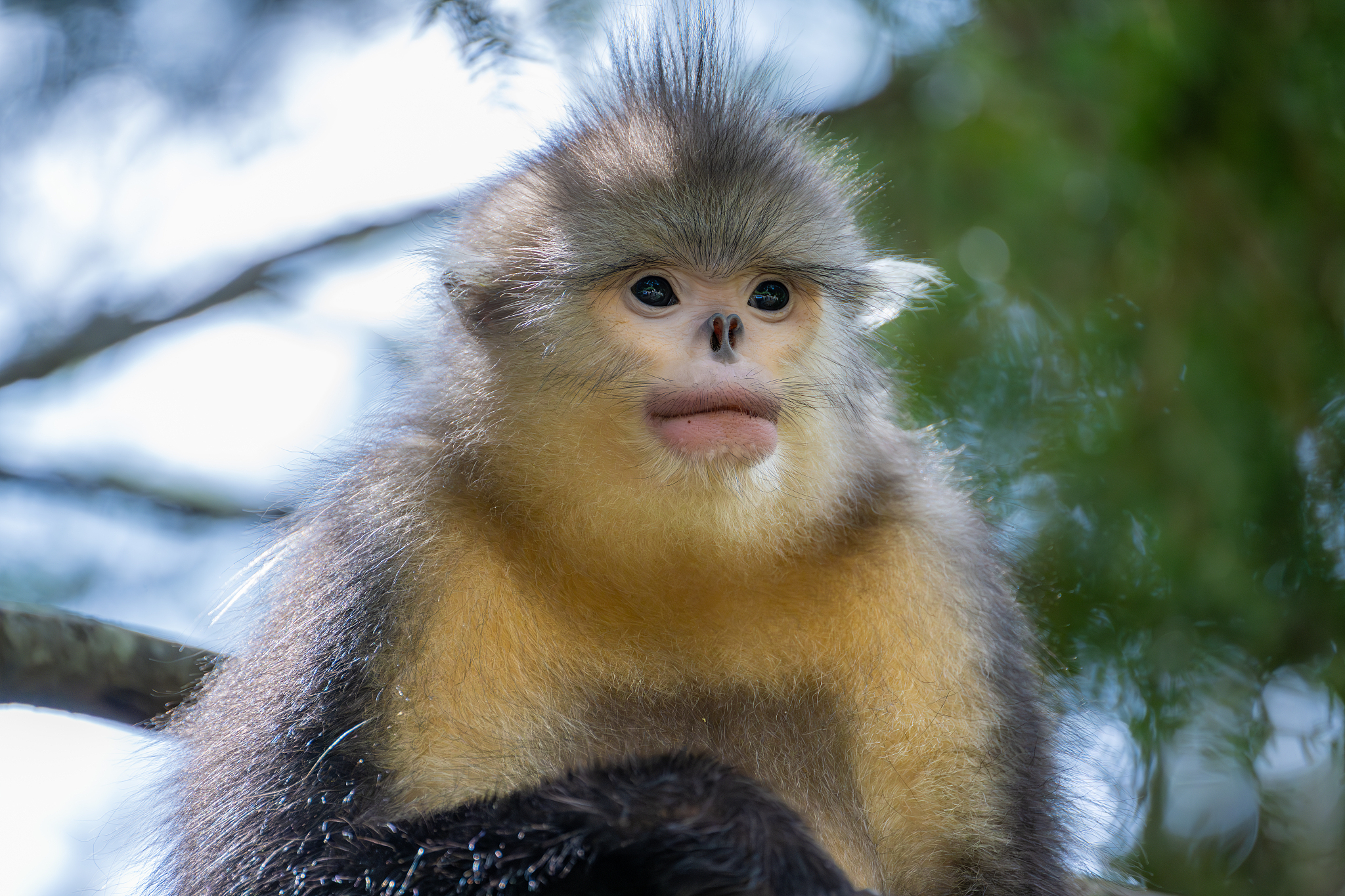 A Yunnan snub-nosed monkey, Yunnan Province, southwest China. /VCG