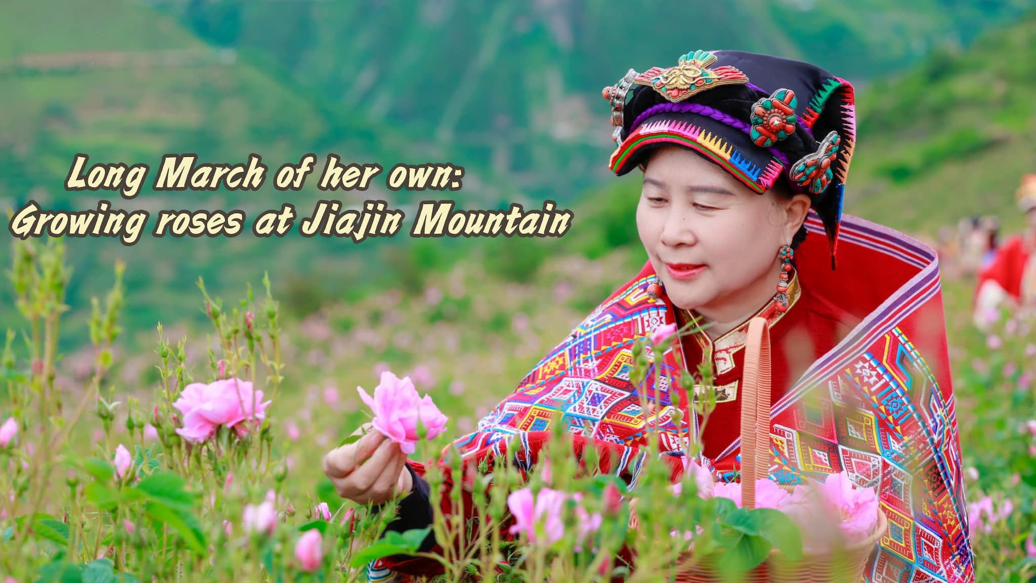 A Long March of her own: Growing roses at Jiajin Mountain