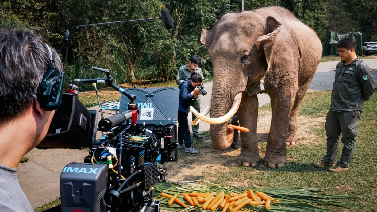 Documentary brings Yunnan’s Asian elephant stories to global screens
