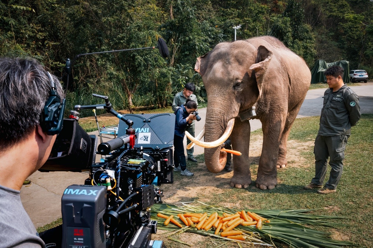 A scene featuring rescued elephant A Bao is filmed in Yunnan for the documentary 