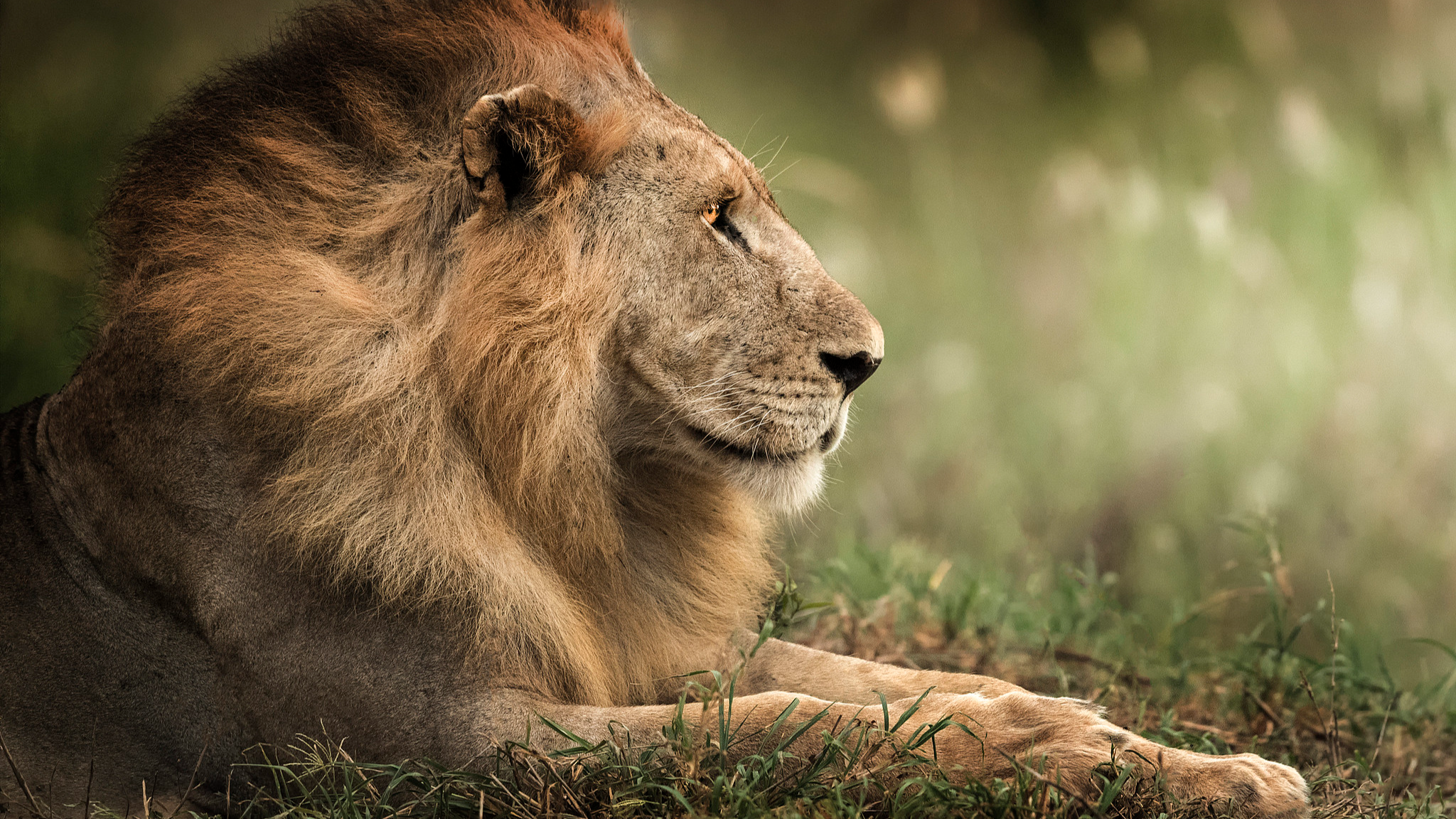 Kenya launches $160 million initiative to fund wildlife conservation