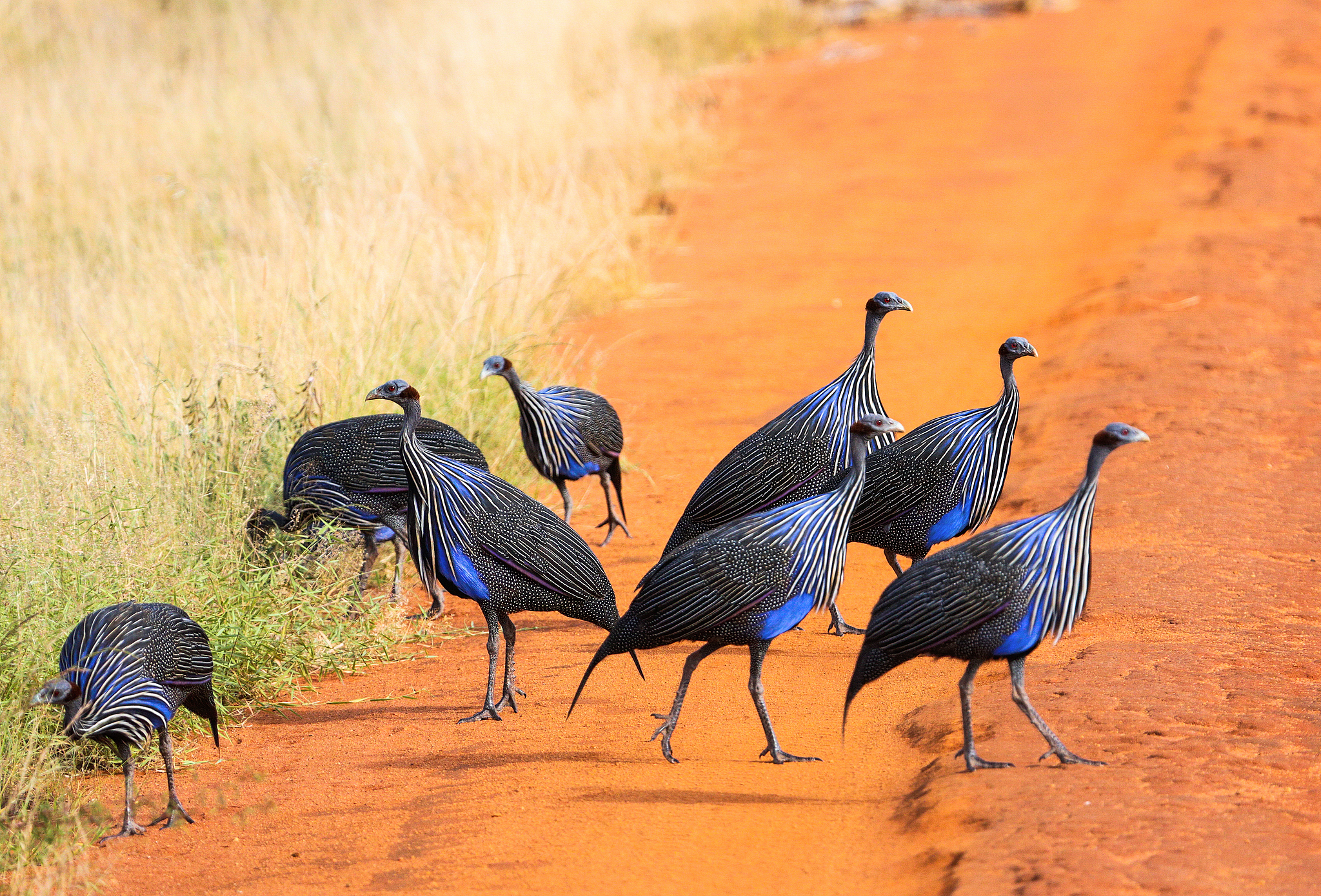 Vulturine guinea fowls in Tsavo National Park, Kenya. /VCG