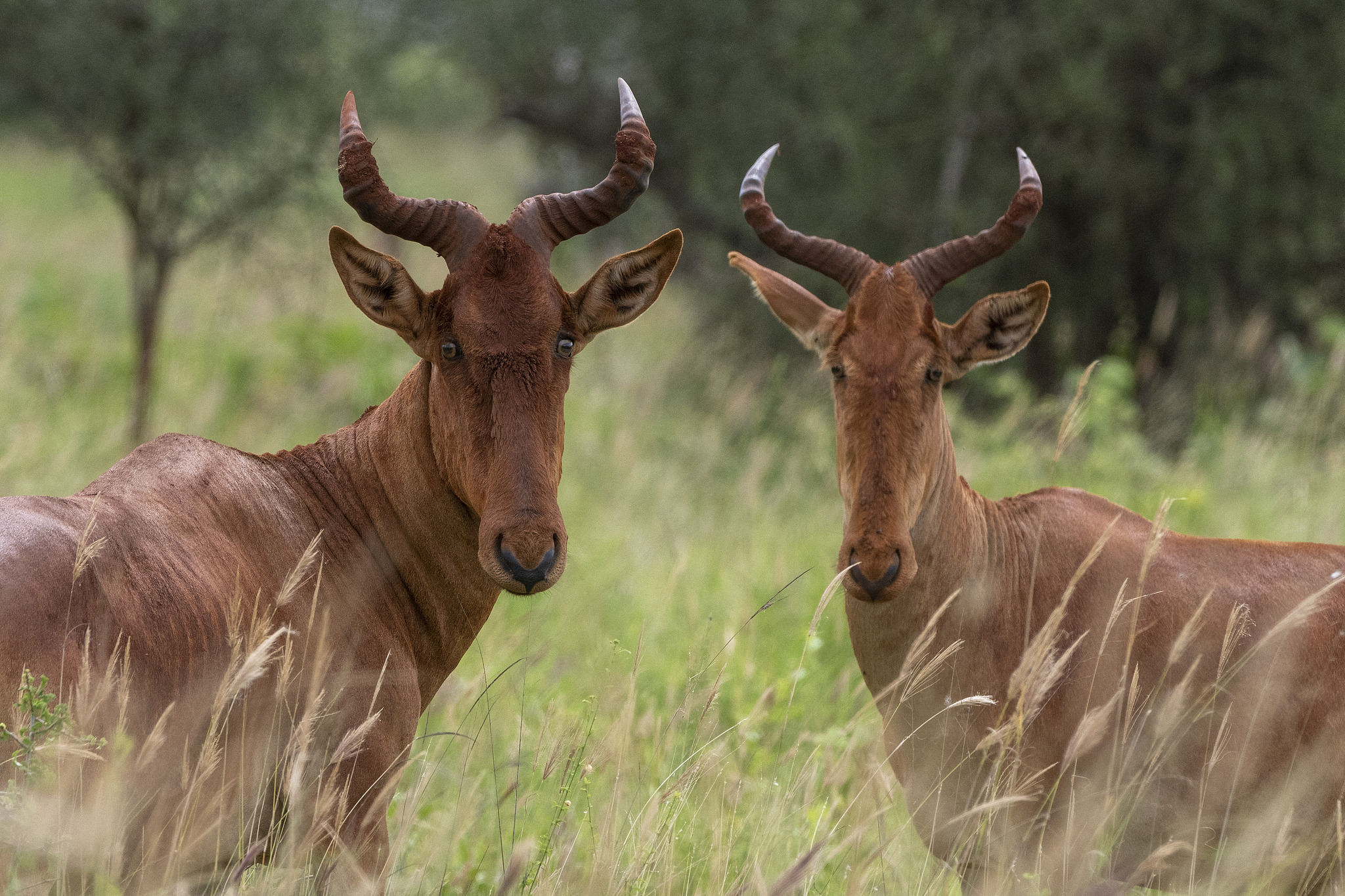 Coke's hartebeests in Tsavo National Park, Kenya. /VCG