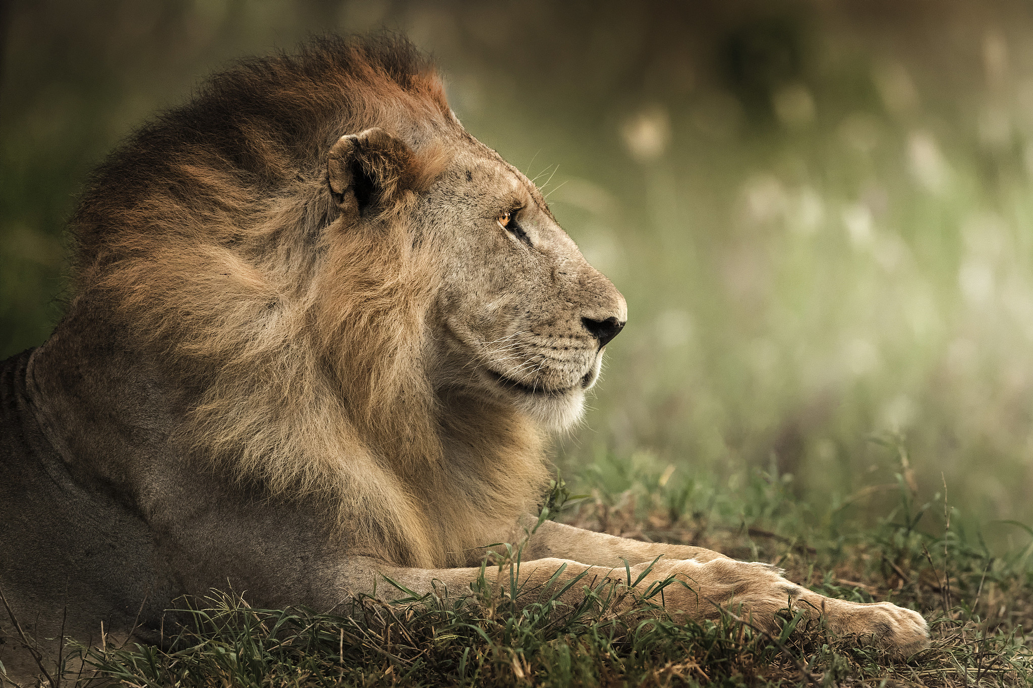 A lion in the Tsavo National Park, Kenya. /VCG
