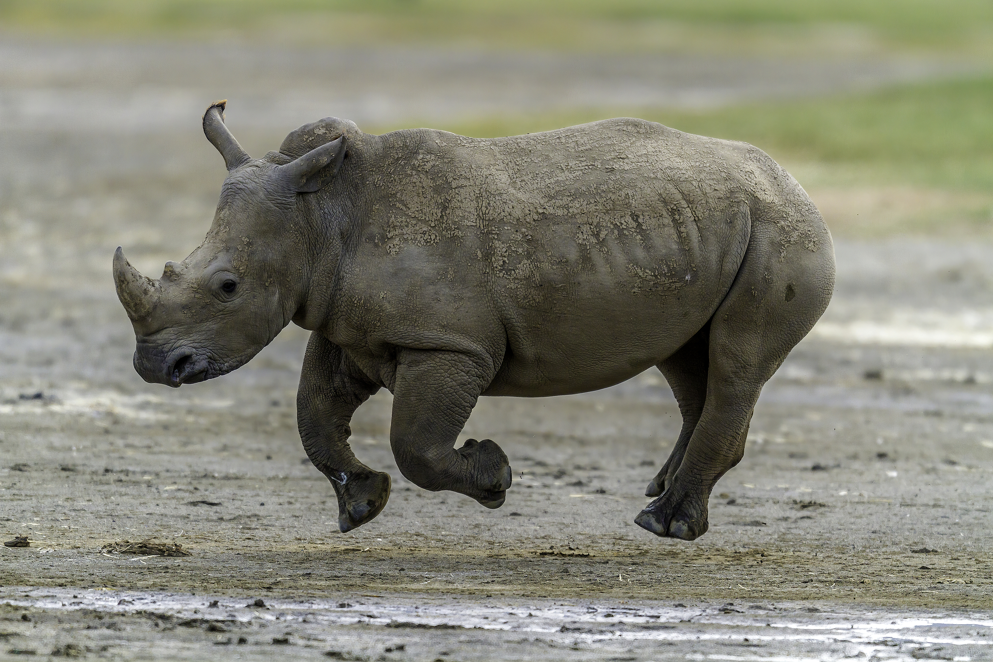 A galloping white rhino in the Lake Nakuru National Park, Kenya. /VCG