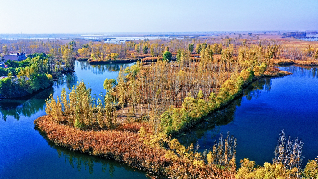 Live: Discover the eco-harmony of Baiyangdian Lake in north China