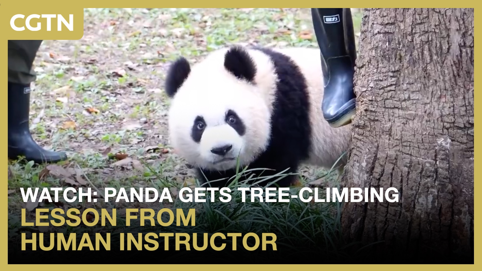 Watch: Panda gets tree-climbing lesson from human instructor