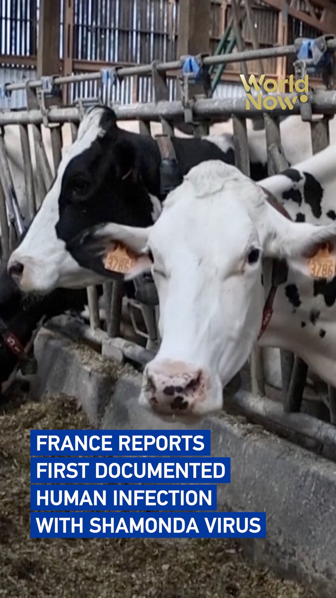 France reports first documented human infection with Shamonda virus
