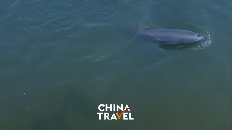 Meet the Yangtze Finless Porpoise