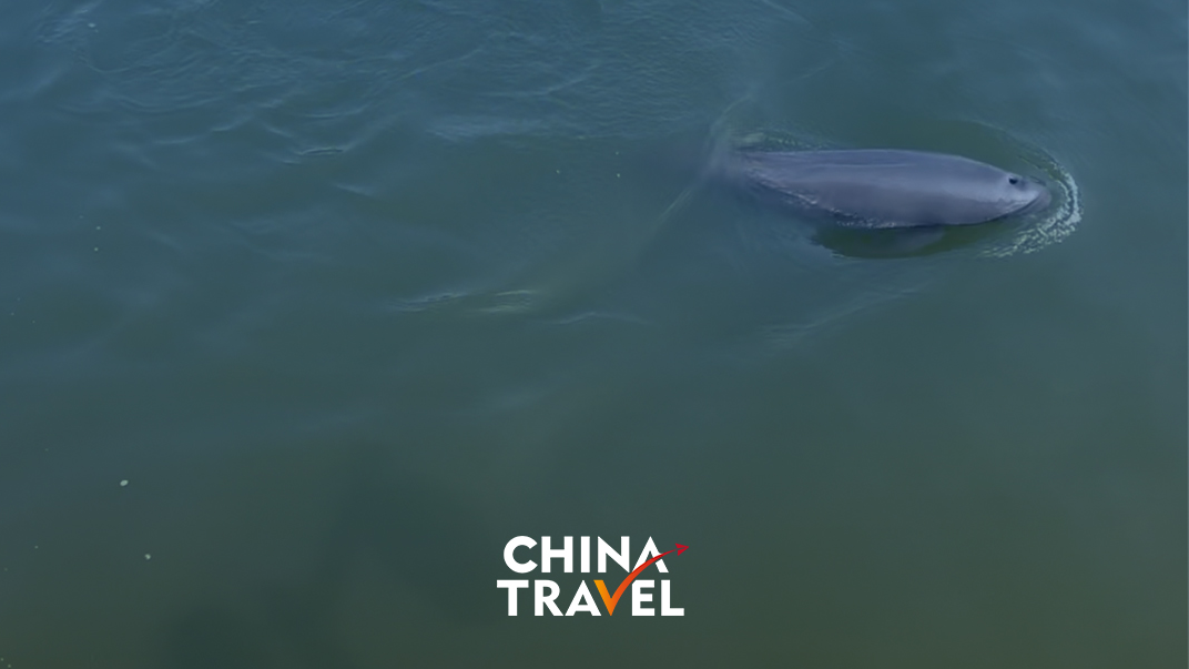 Meet the Yangtze Finless Porpoise