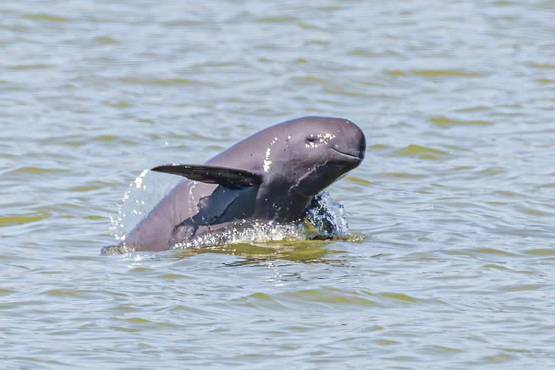 A Yangtze finless porpoise, a national first-class protected animal, swims in the waters of Yangzizhou on the Ganjiang River in Nanchang, Jiangxi Province, China, October 7, 2026. /VCG