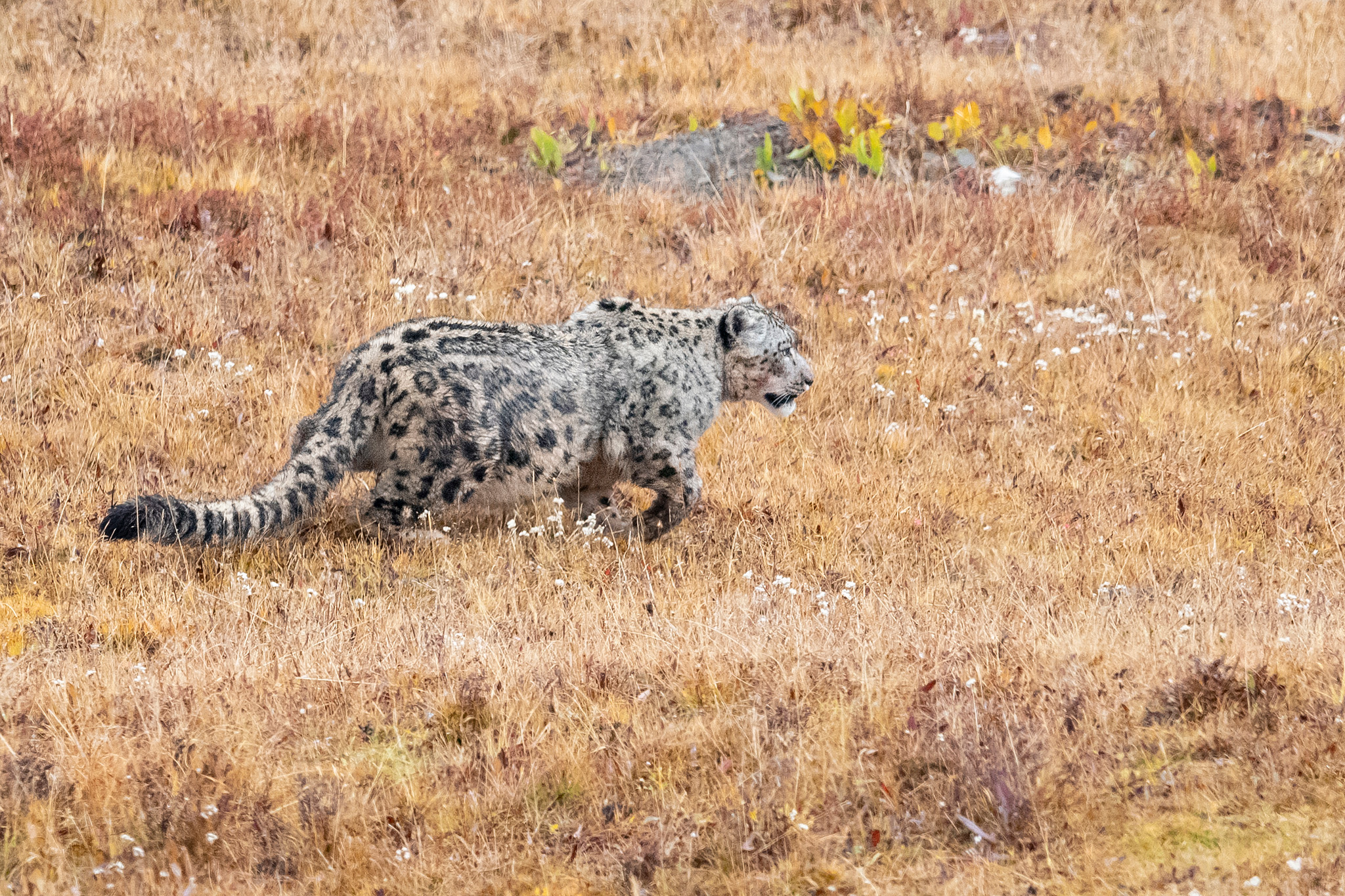 A snow leopard in Sanjiangyuan National Nature Reserve, northwest China's Qinghai Province, October 7, 2019. /VCG