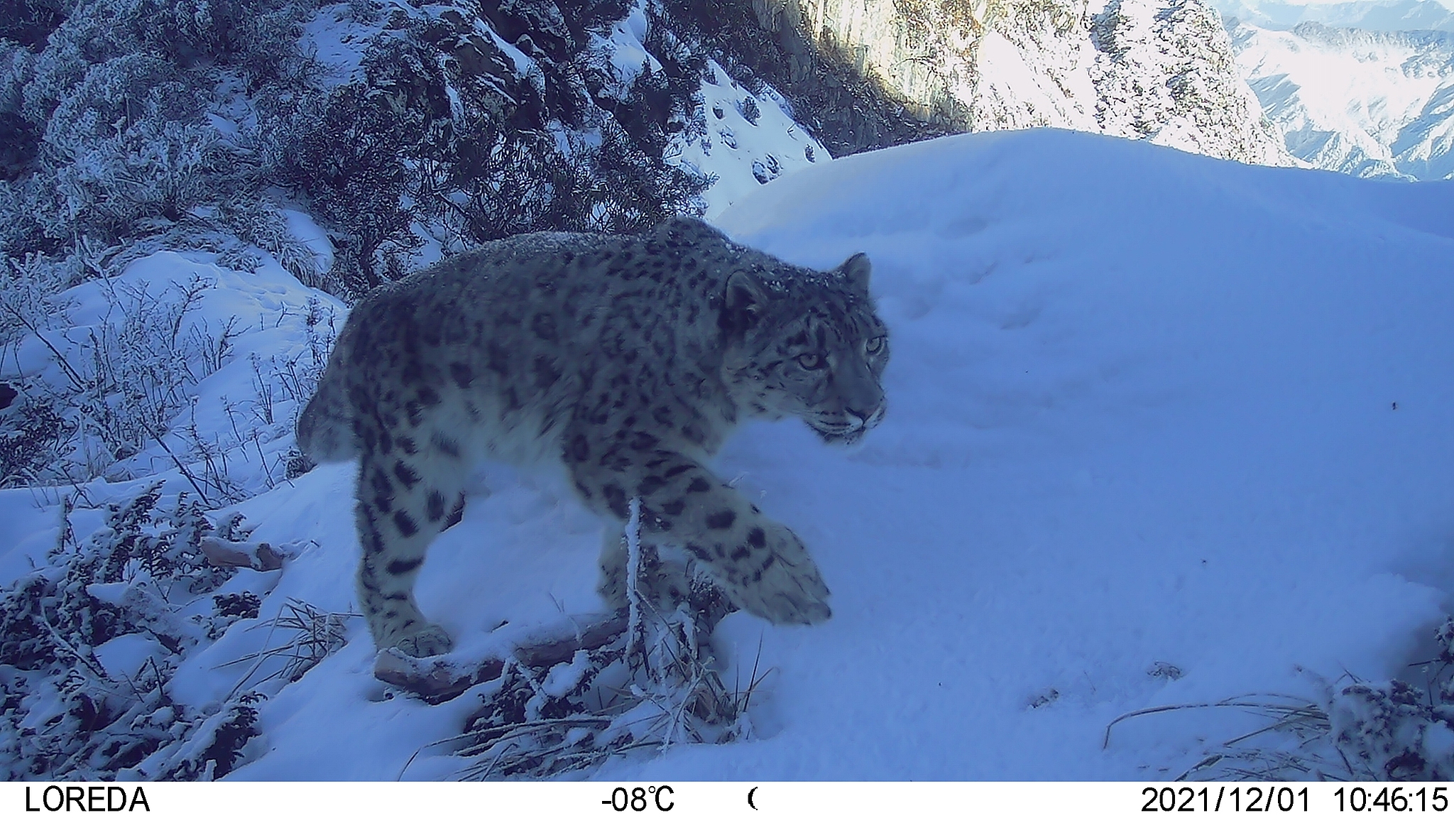 An infrared camera at a conservation station captures a snow leopard near Chengdu, southwest China's Sichuan Province, August 13, 2026. /VCG