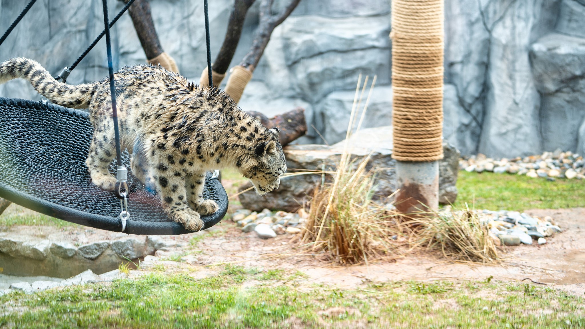 A snow leopard cub plays at a wildlife park, Xining, northwest China's Qinghai Province, May 1, 2026. /VCG