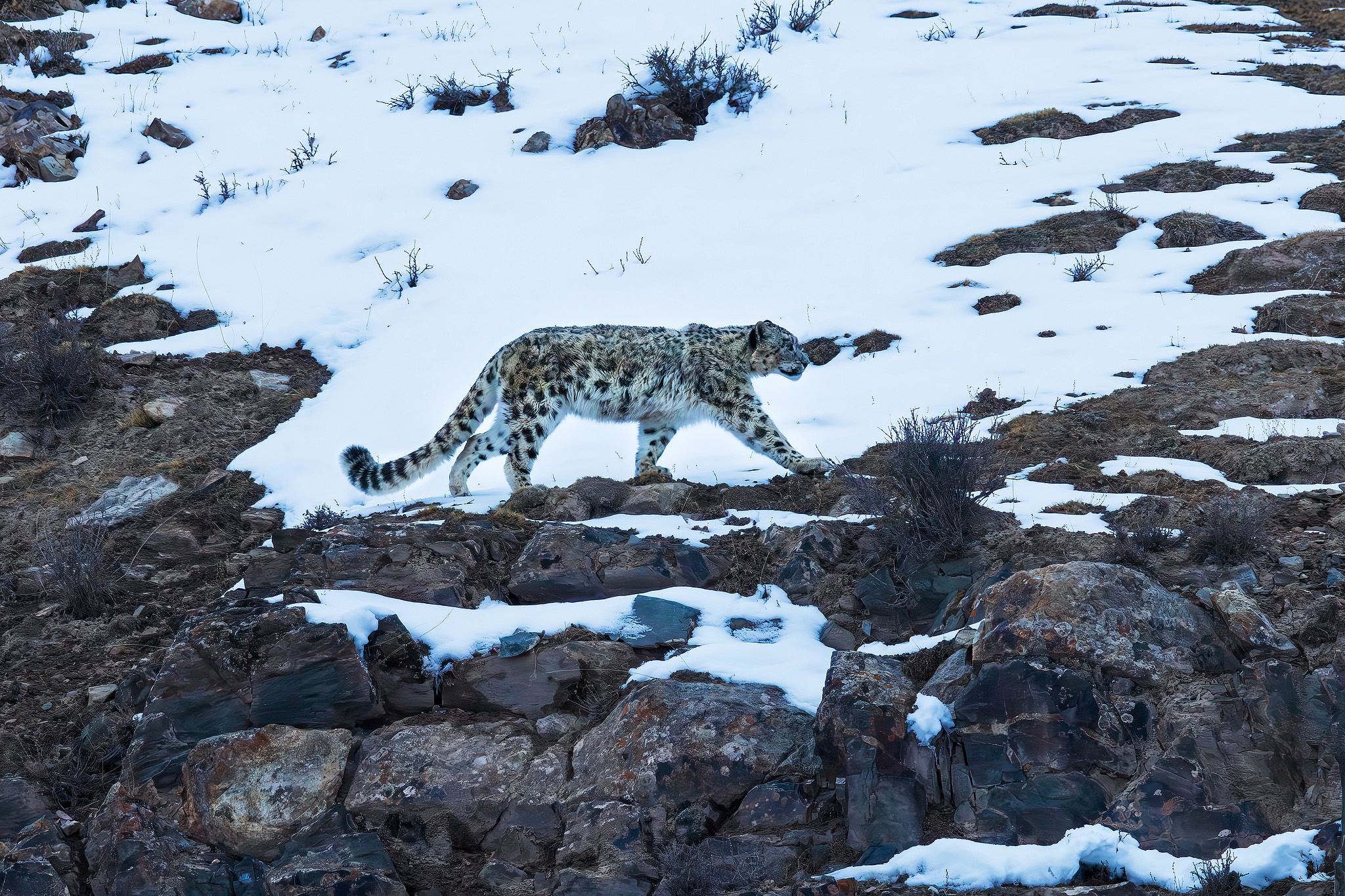 A snow leopard, Haixi, northwest China's Qinghai Province, March 25, 2024. /VCG