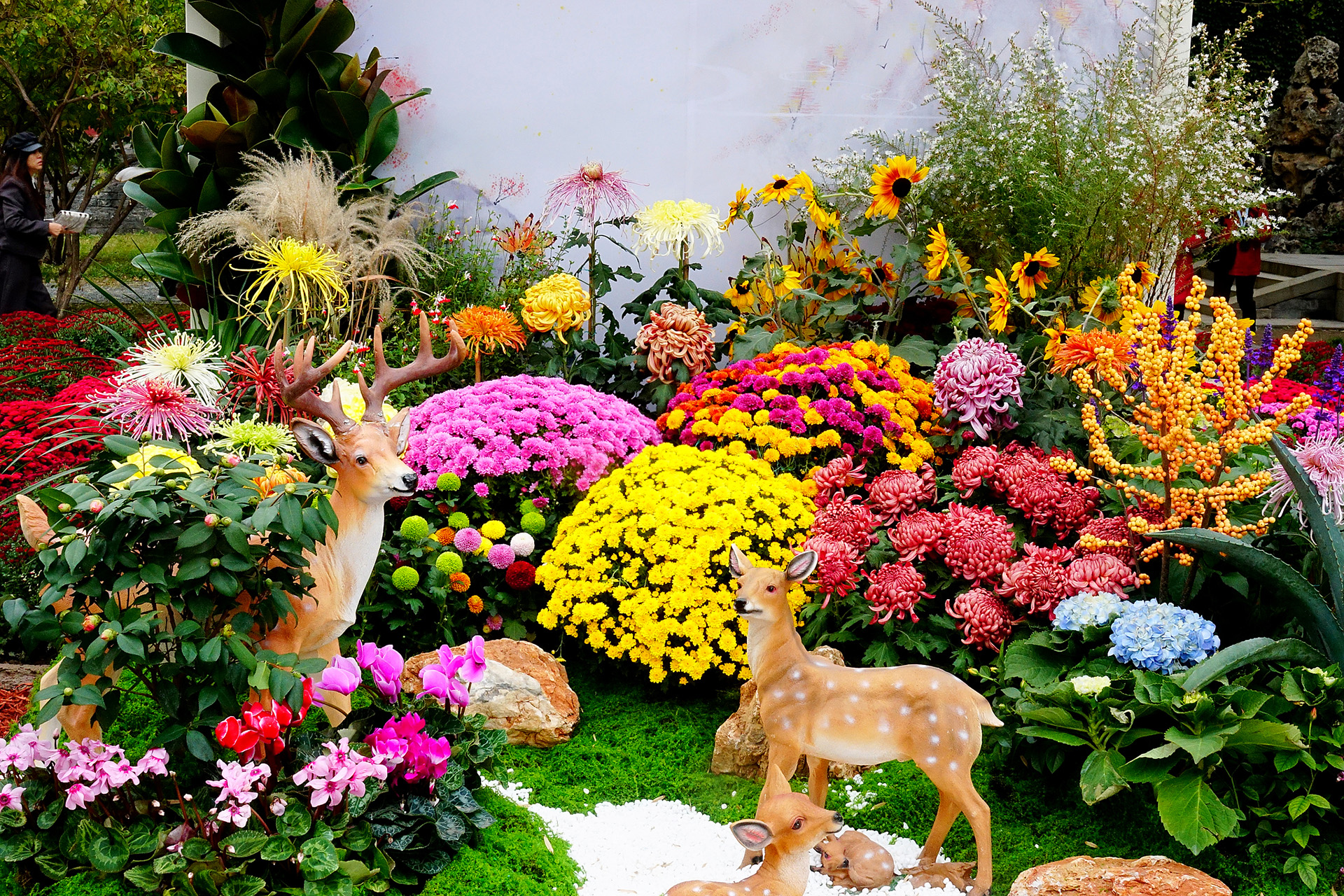 Chrysanthemums are on display at Beihai Park in Beijing on October 24, 2026. /VCG