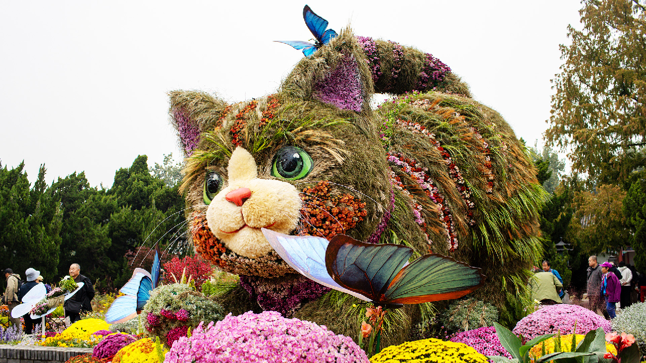 Chrysanthemum show in Beijing offers a feast for the eyes