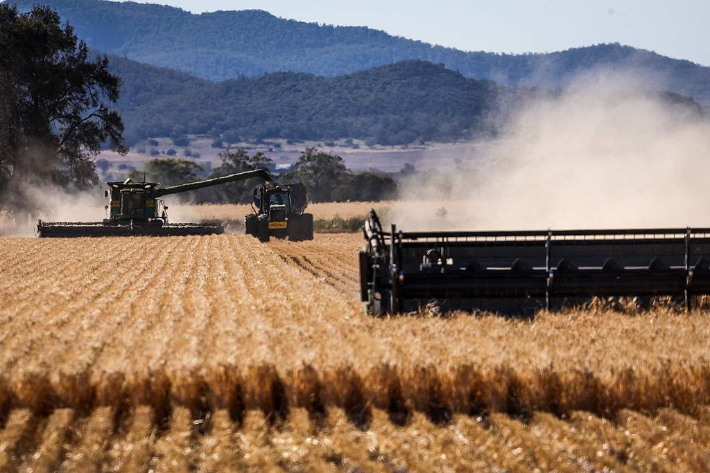 A combine harvester unloads freshly harvested wheat into a trailer as another works nearby on a farm outside Gunnedah, in north-central New South Wales, Australia, on November 12, 2025.