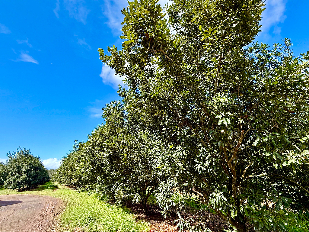 Macadamia trees grow on a plantation near Cooroy, Queensland, Australia, on August 18, 2026.