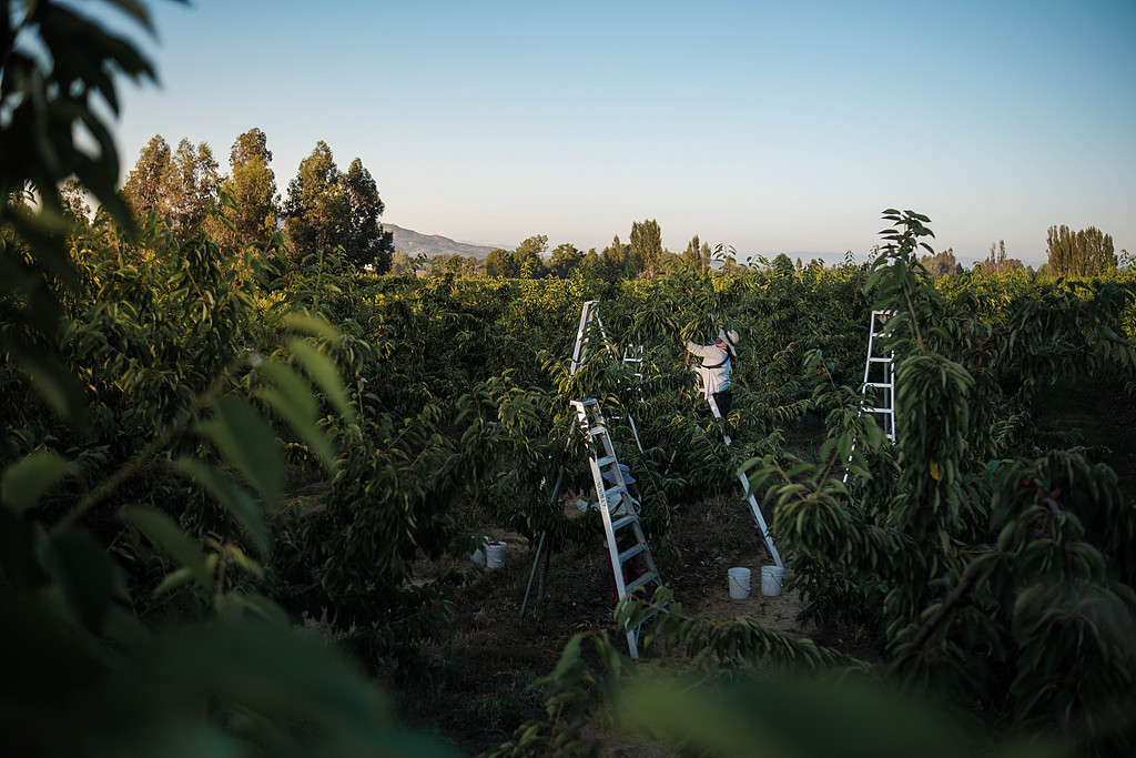 Workers harvest cherries in a field in southern Chile. /VCG