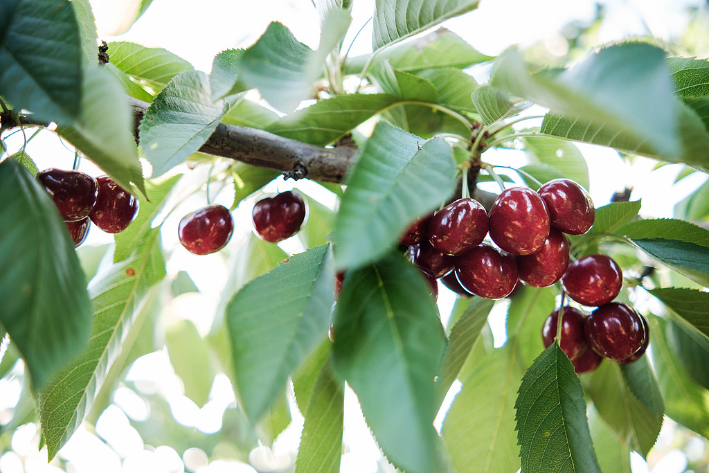 Ripe cherries hang from a tree branch in Chile. /VCG