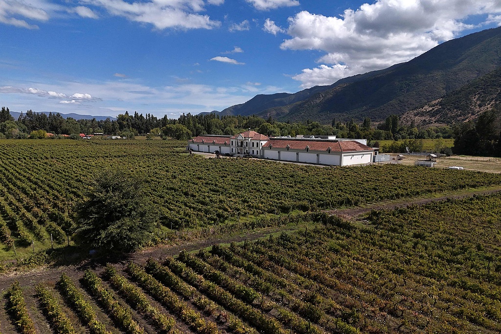 A view of a vineyard in San Fernando, Chile's O'Higgins region, March 21, 2026. /VCG