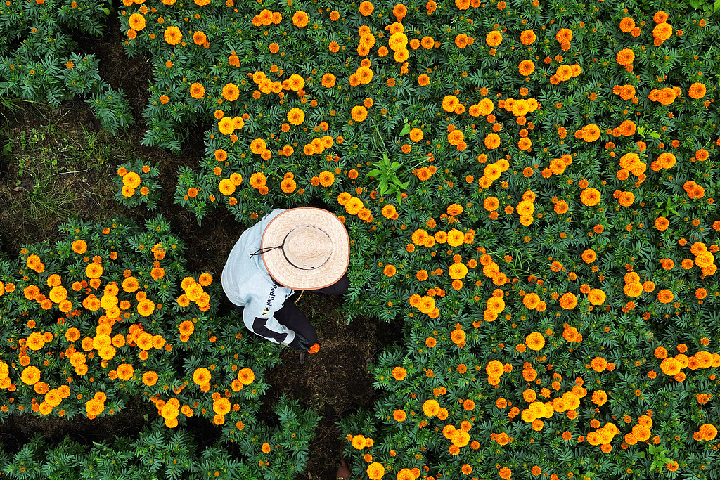 A farm worker prepares cempasuchil flowers in a field in Xochimilco, Mexico City, October 4, 2026. /VCG