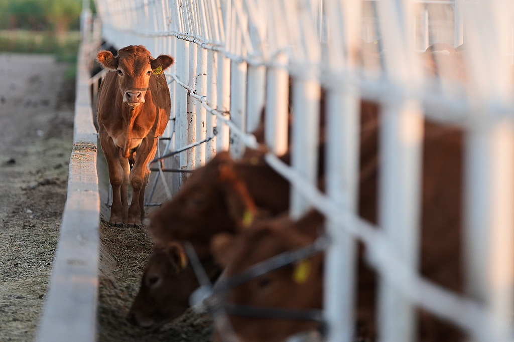 Calves stand in pens ahead of an export inspection in Hermosillo, Mexico, August 18, 2026. /VCG