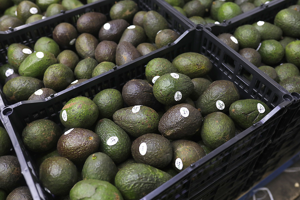 Avocados in crates at a wholesale market in Guadalajara, Mexico, February 5, 2026. /VCG