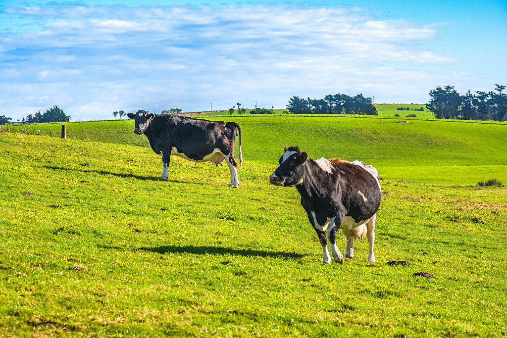 Dairy cows on a farm along the Catlins coast in New Zealand on April 27, 2025.