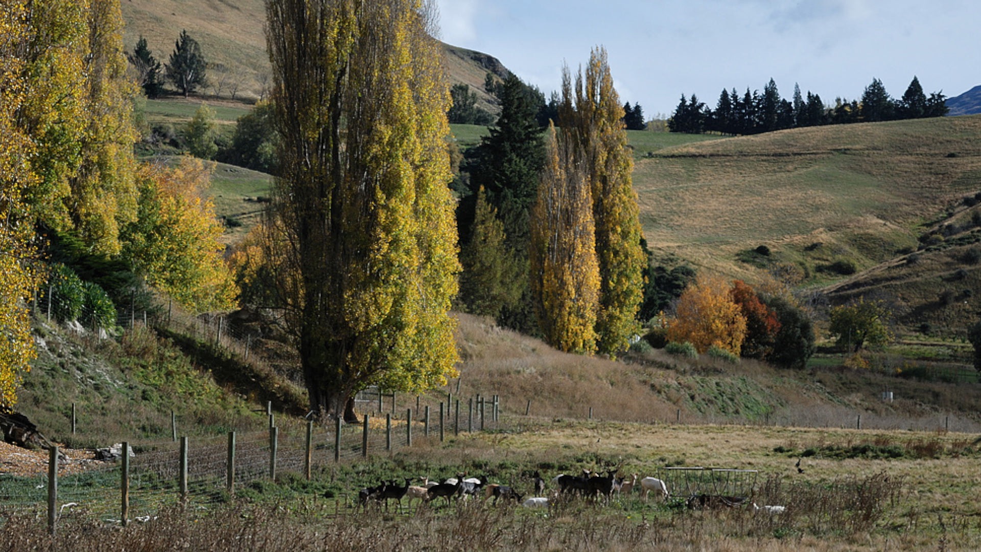 Meet the APEC economies: New Zealand