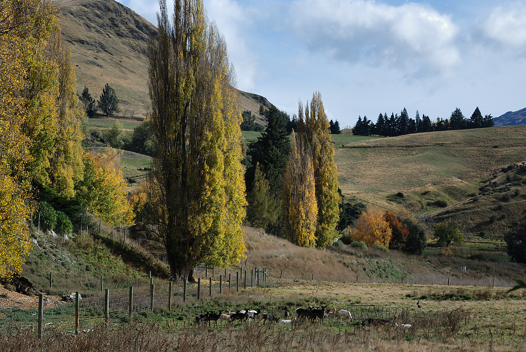 Autumn colors at a farm on New Zealand's South Island.