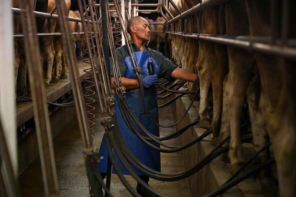 A farm worker milks cows on a dairy farm near Cambridge in New Zealand's Waikato region, known for its fertile farmland and thriving dairy industry, on April 3, 2025.