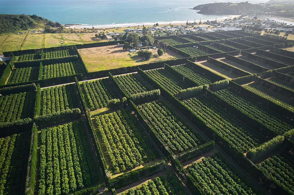 A kiwifruit orchard on New Zealand's North Island.