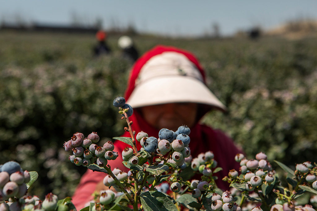 A worker harvests blueberries at a farm near Huacho in Peru's Huaura Valley, July 25, 2026. /VCG