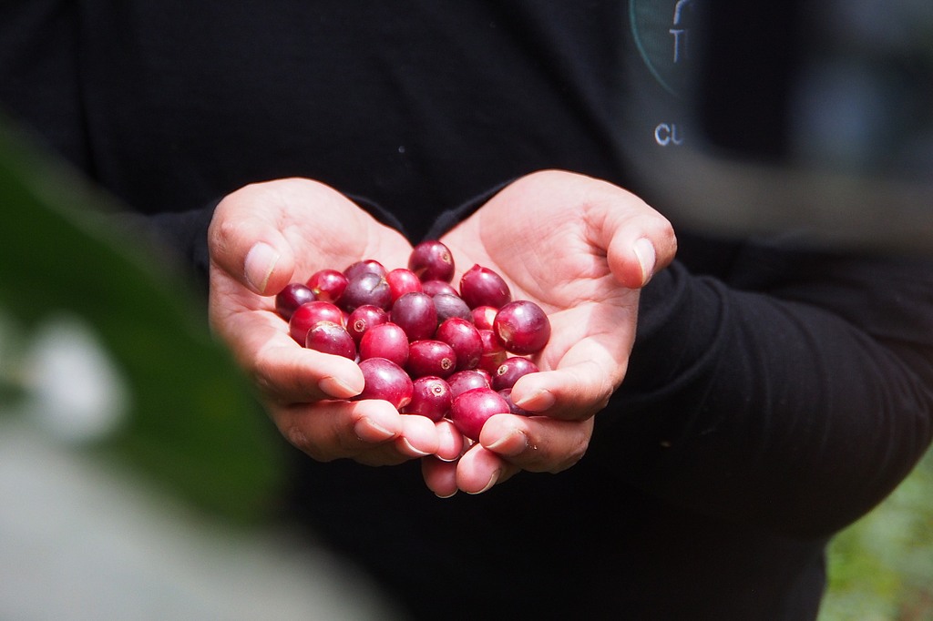 Shade-grown specialty coffee cherries cultivated at an altitude of over 1,800 meters above sea level. /VCG