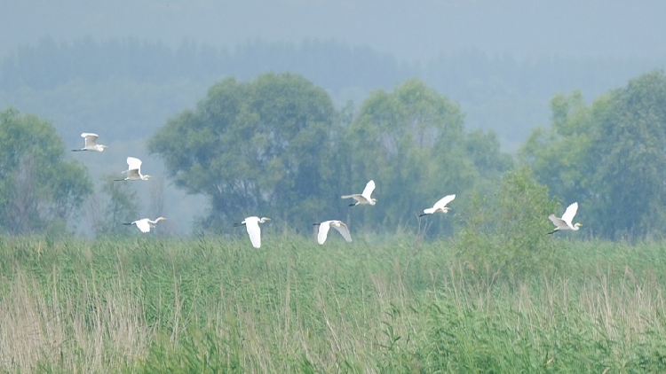 Yeyahu Wetland added to IUCN Green List