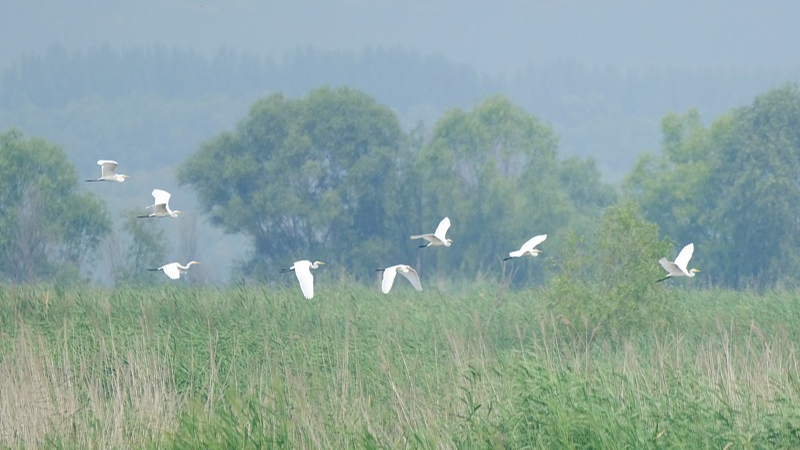 Herons and ducks were seen at Yeyahu Wetland Park, Beijing, August 22, 2026. /VCG