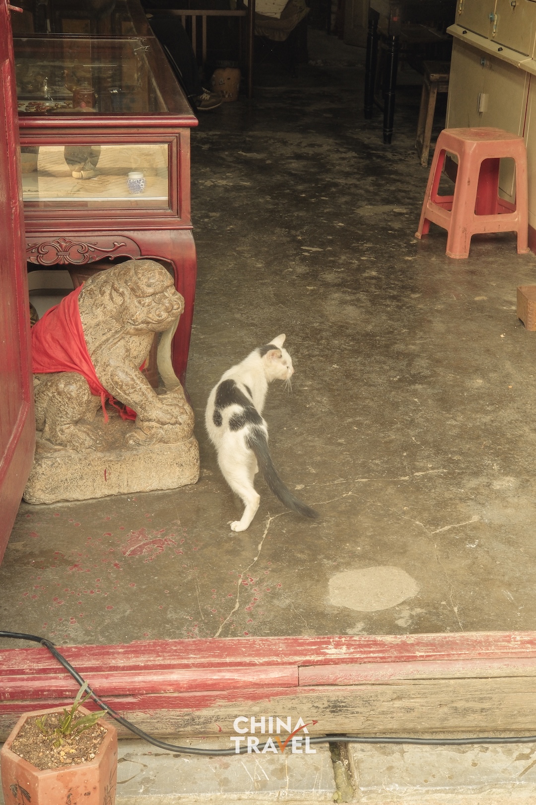 A cat wandering through a doorway captures the quiet rhythm of daily life. /CGTN