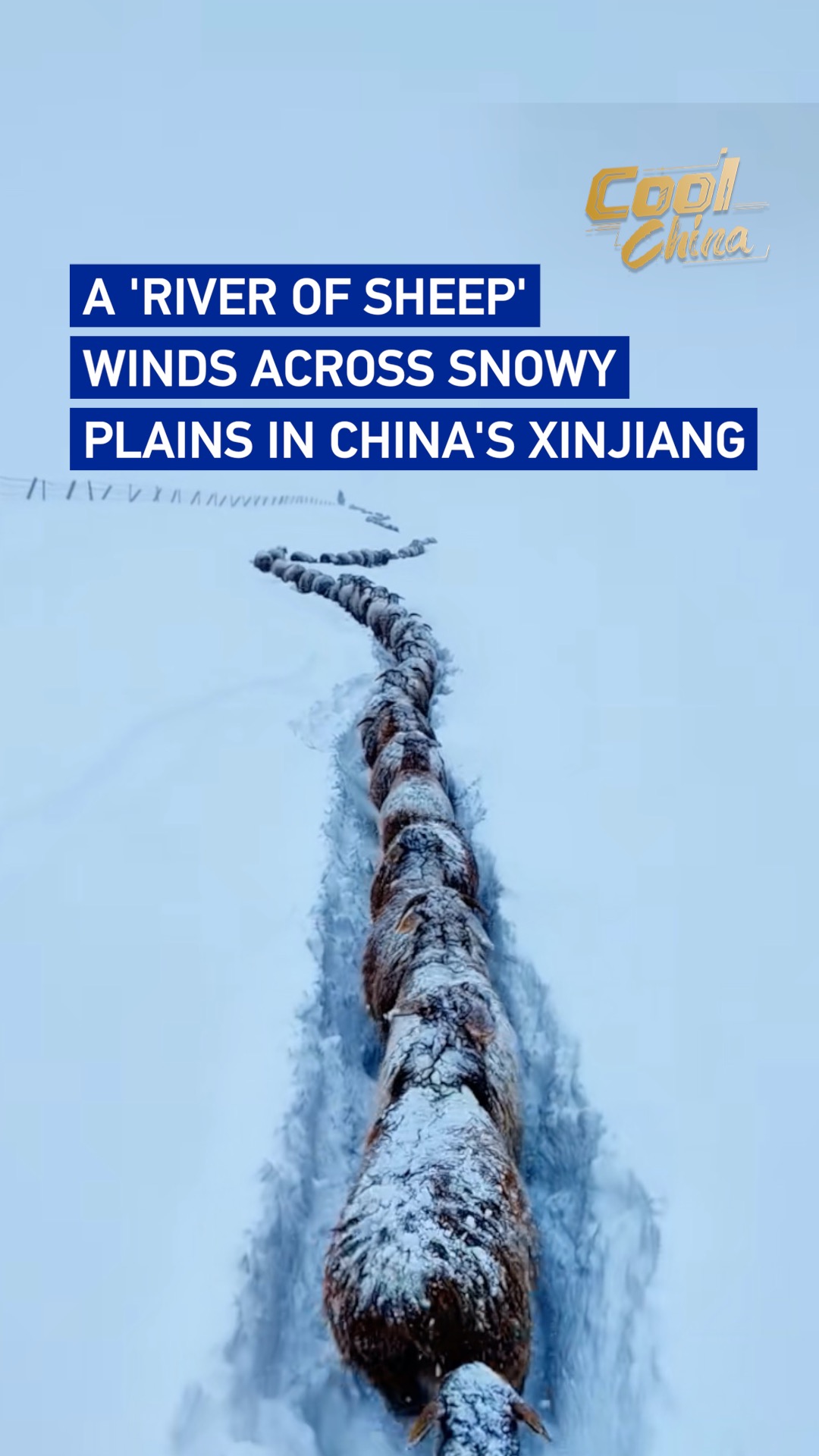 A 'river of sheep' winds across snowy plains in China's Xinjiang