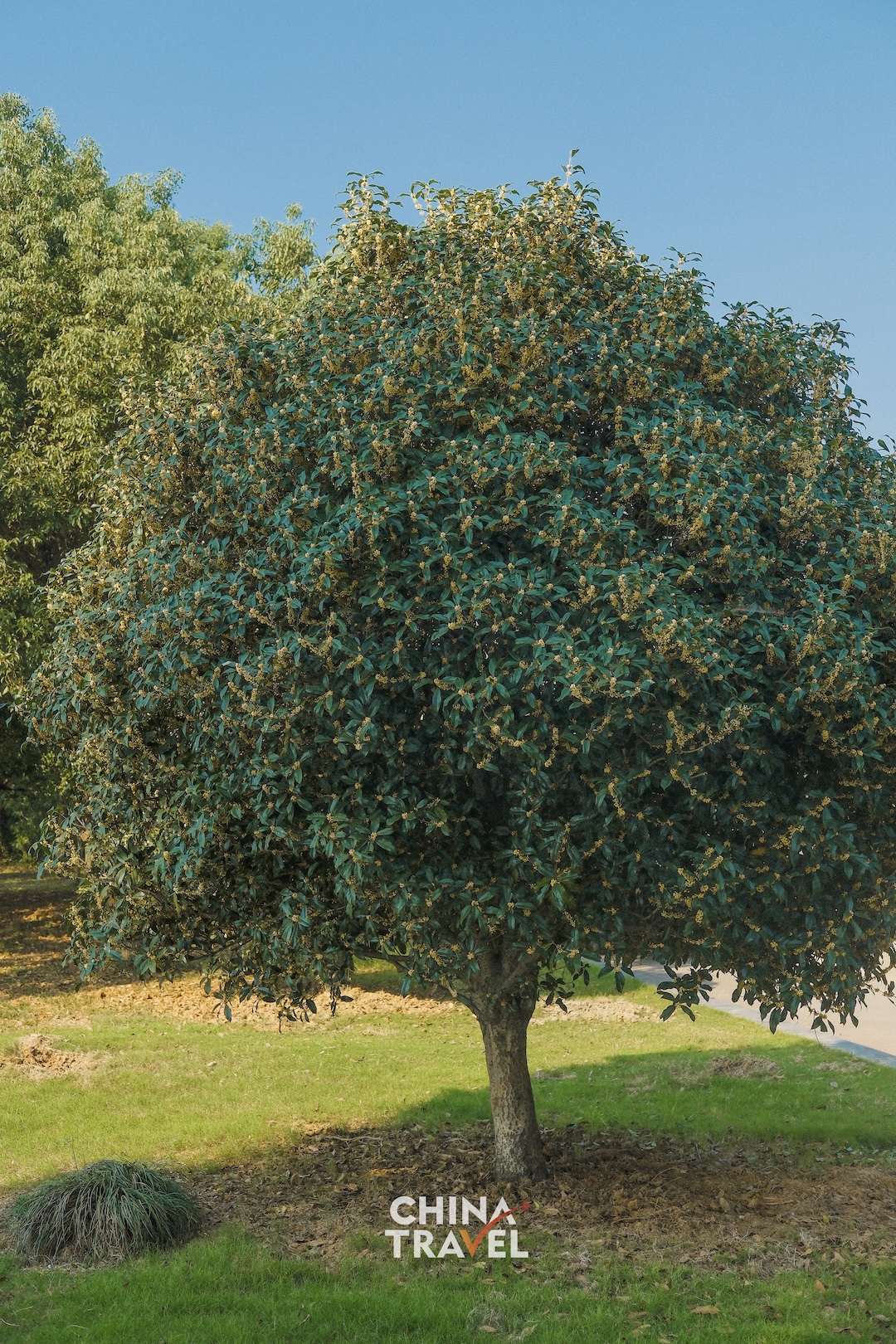 Clusters of golden osmanthus blossoms bring a touch of autumn color to the green riverside landscape. /CGTN