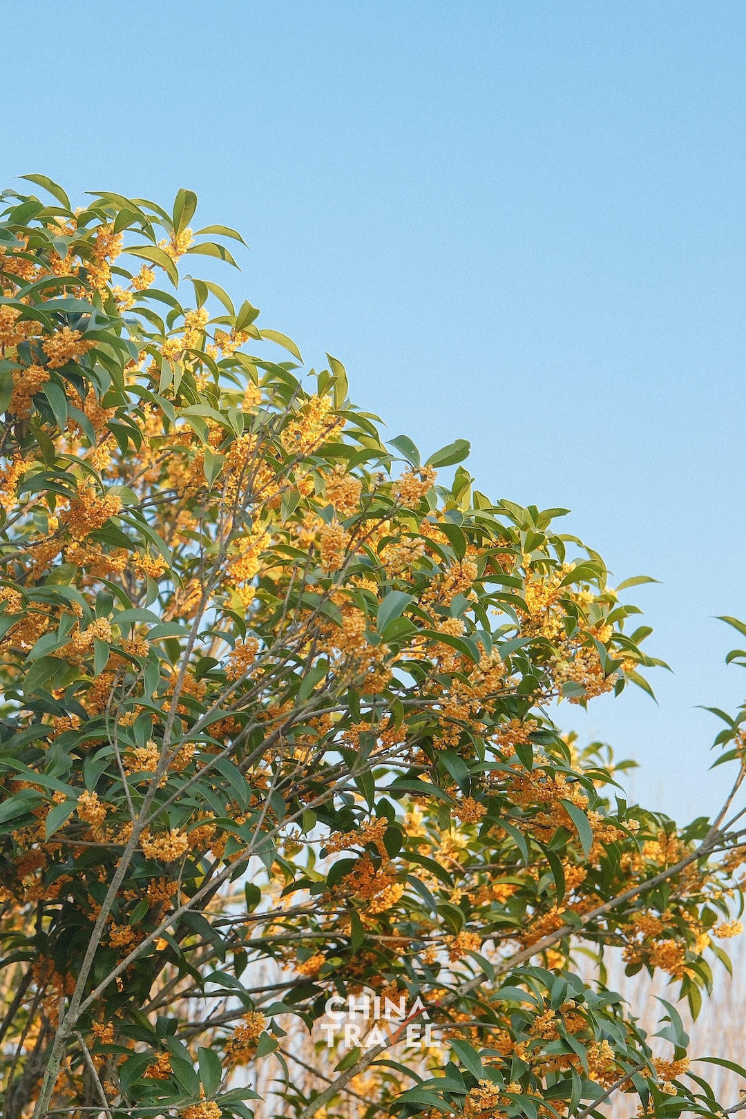Clusters of golden osmanthus blossoms bring a touch of autumn color to the green riverside landscape. /CGTN