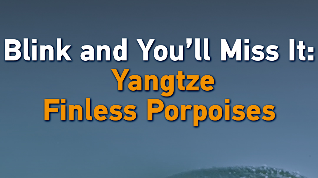 Blink and You'll Miss It: Yangtze Finless Porpoises