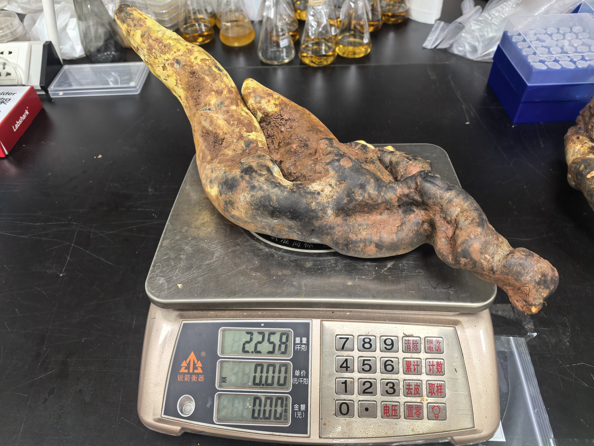 A specimen of Dianjunus rex weighs 2.258 kilograms on a laboratory scale. 