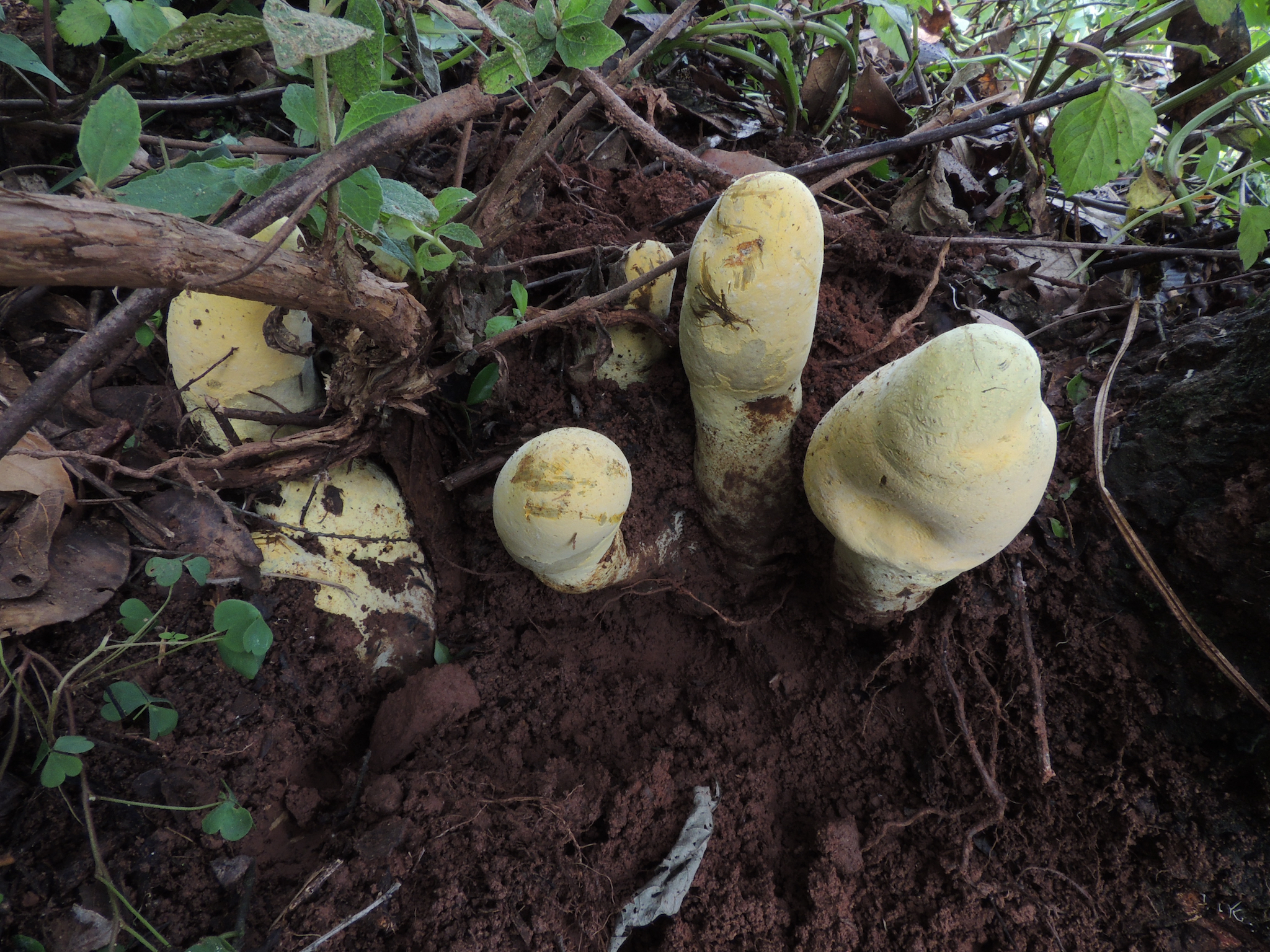 The reproductive structures, called stromata, of Dianjunus rex on its host plant. 